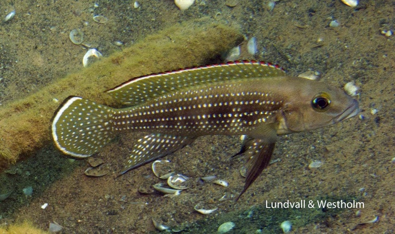 Neolamprologus tetracanthus 'Kigoma'